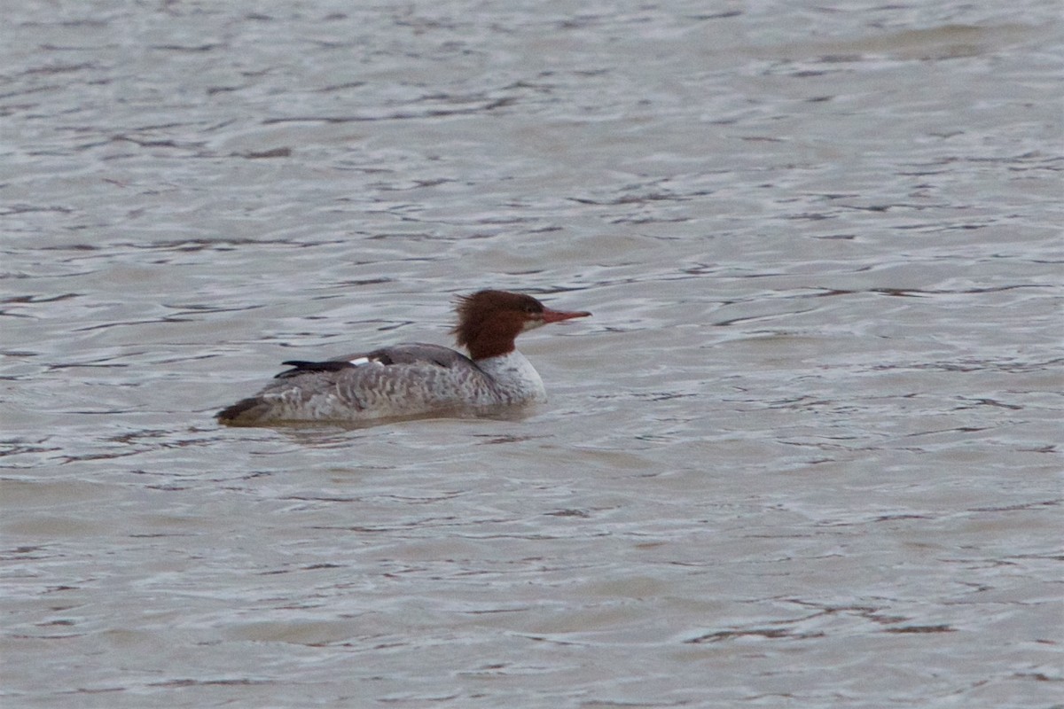 Common Merganser - ML45148331