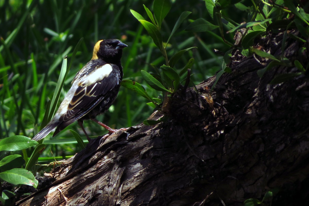 bobolink americký - ML451483571