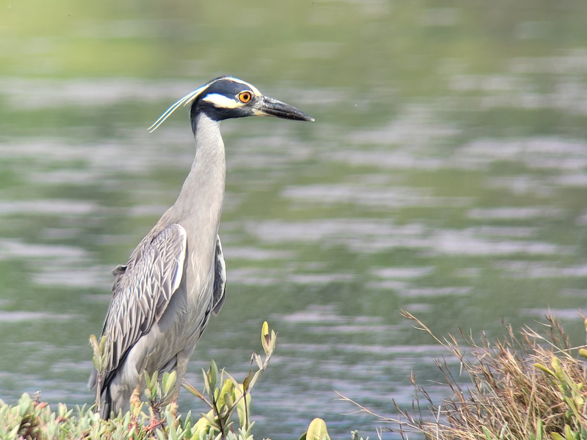 Yellow-crowned Night Heron - ML451484251