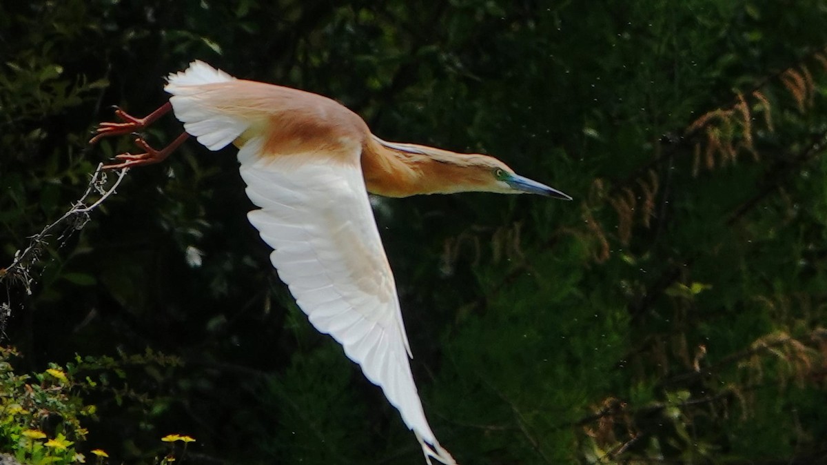 Squacco Heron - José F. Esparcia Urquía