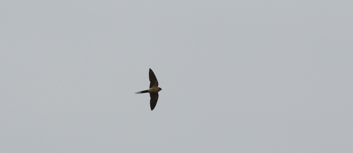 Red-rumped Swallow - ML451486341