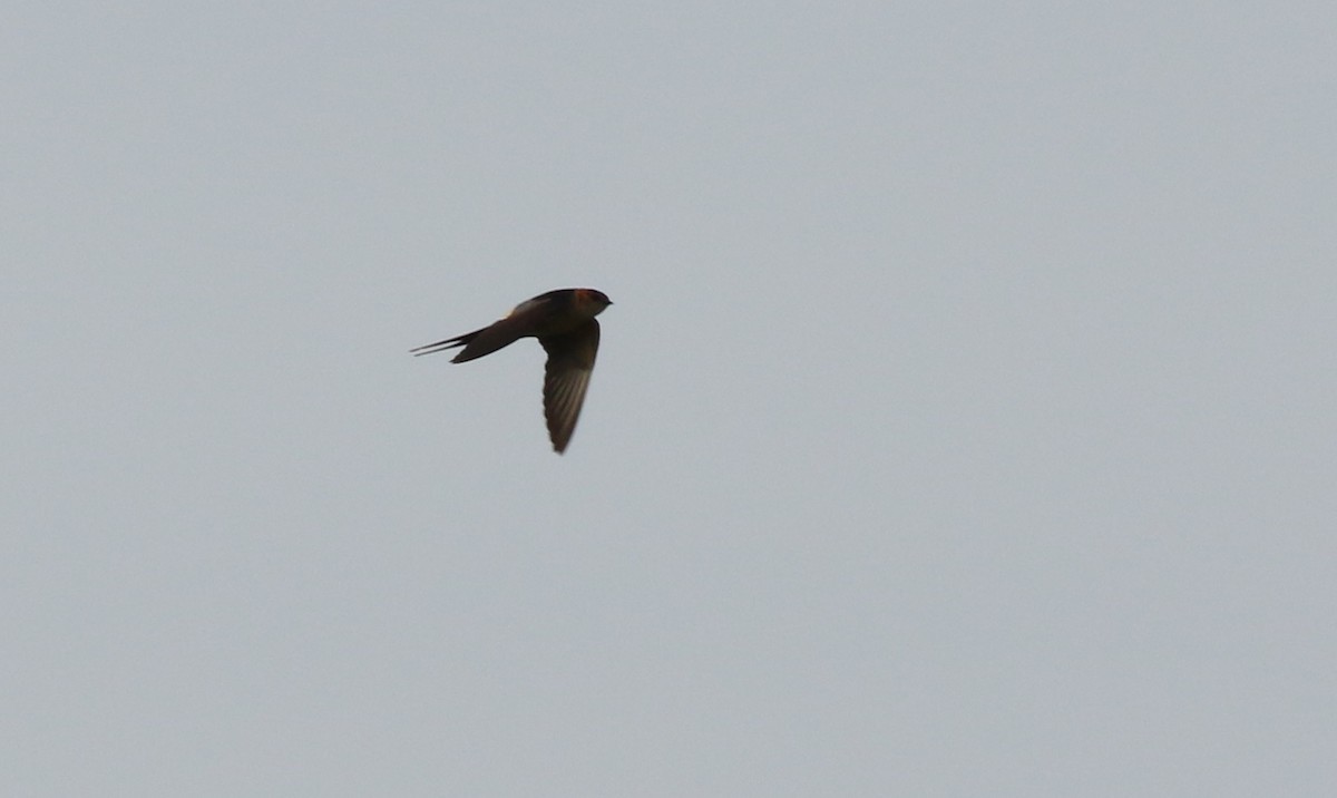 Red-rumped Swallow - ML451486411