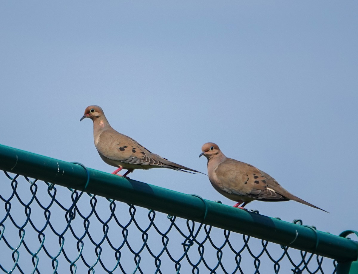 Mourning Dove - ML451486711