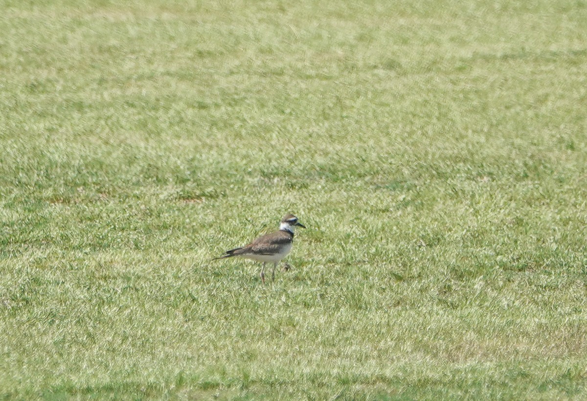 Killdeer - ML451486741