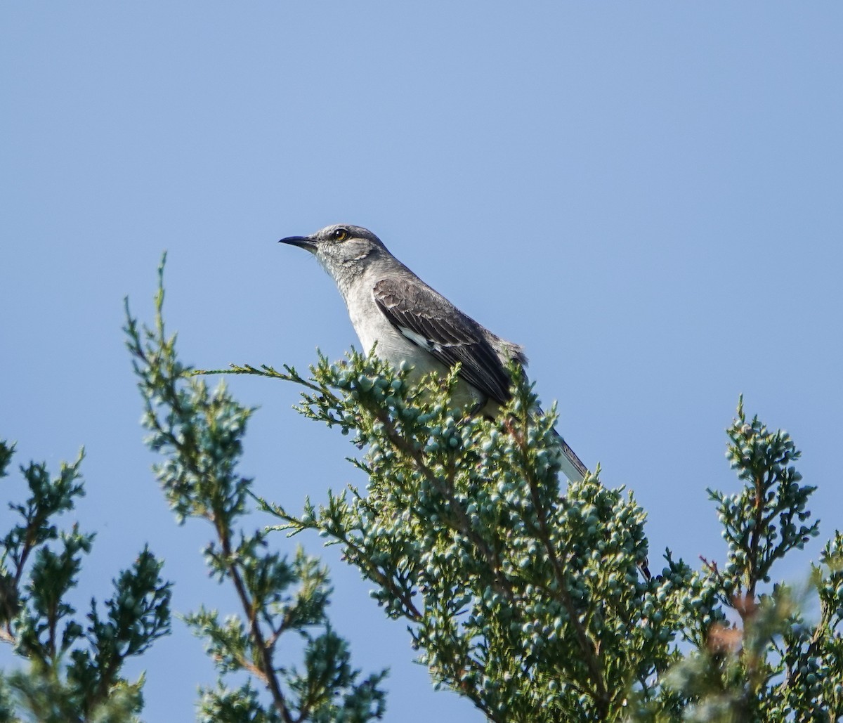 Northern Mockingbird - ML451486911