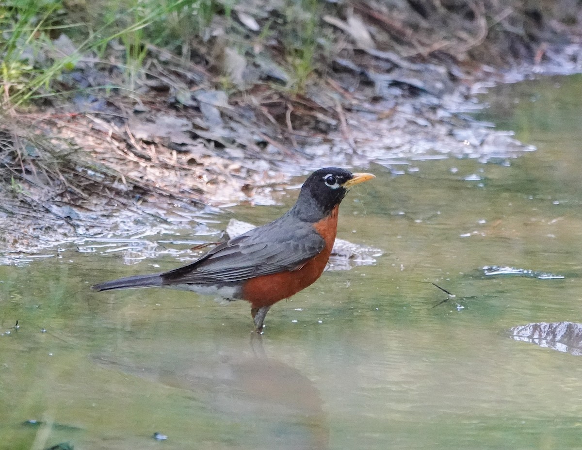 American Robin - Dave Hart