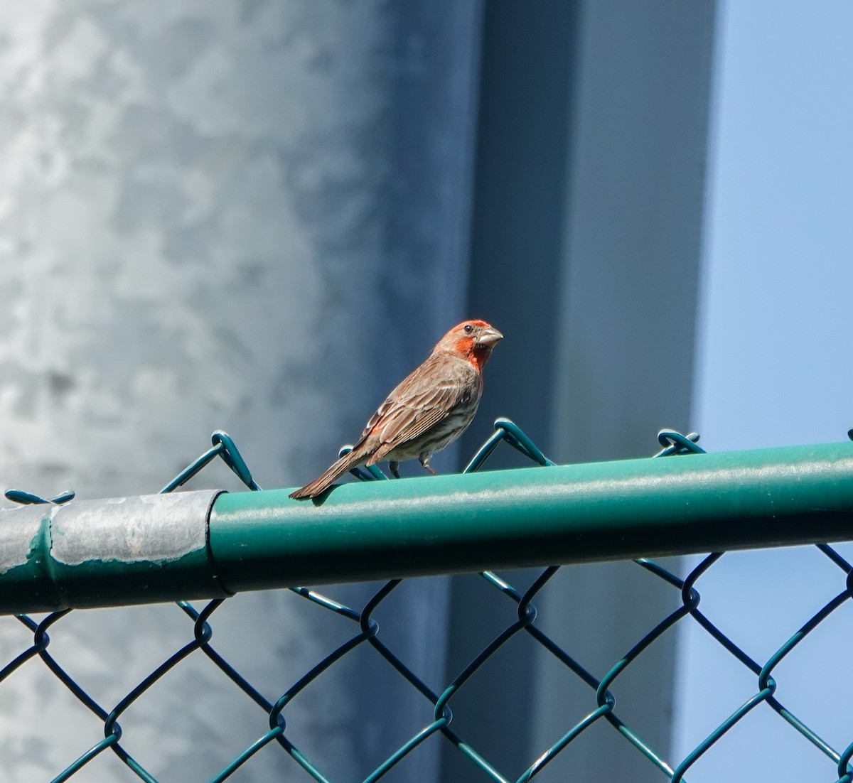 House Finch - ML451487031