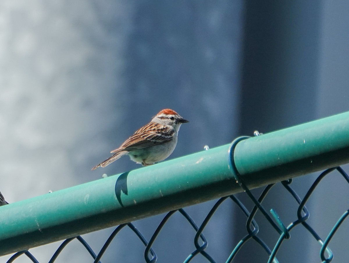 Chipping Sparrow - ML451487111
