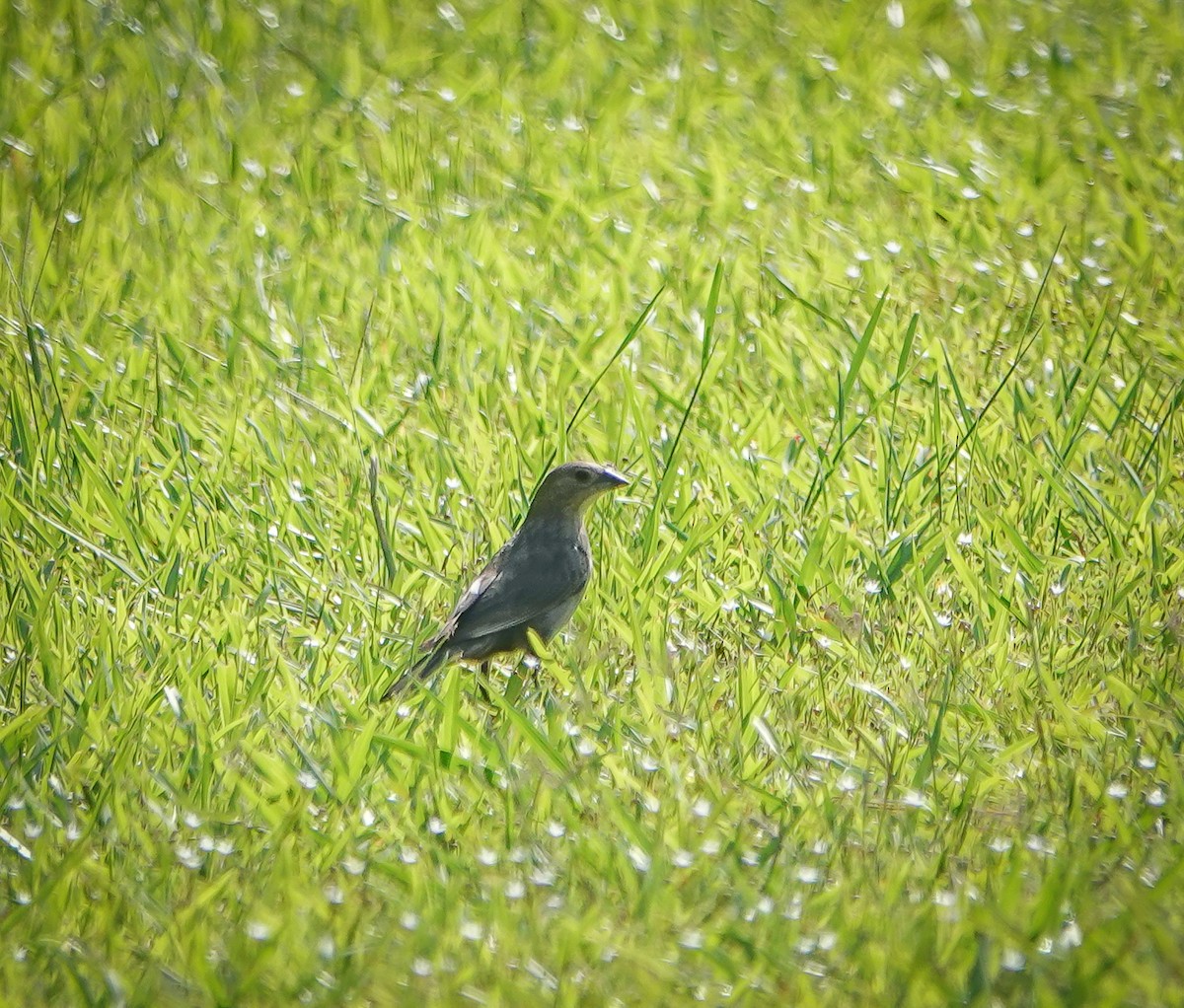 Brown-headed Cowbird - ML451487631