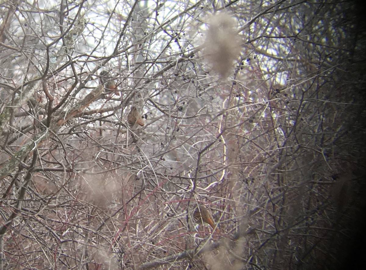 Fox Sparrow (Red) - ML45148871