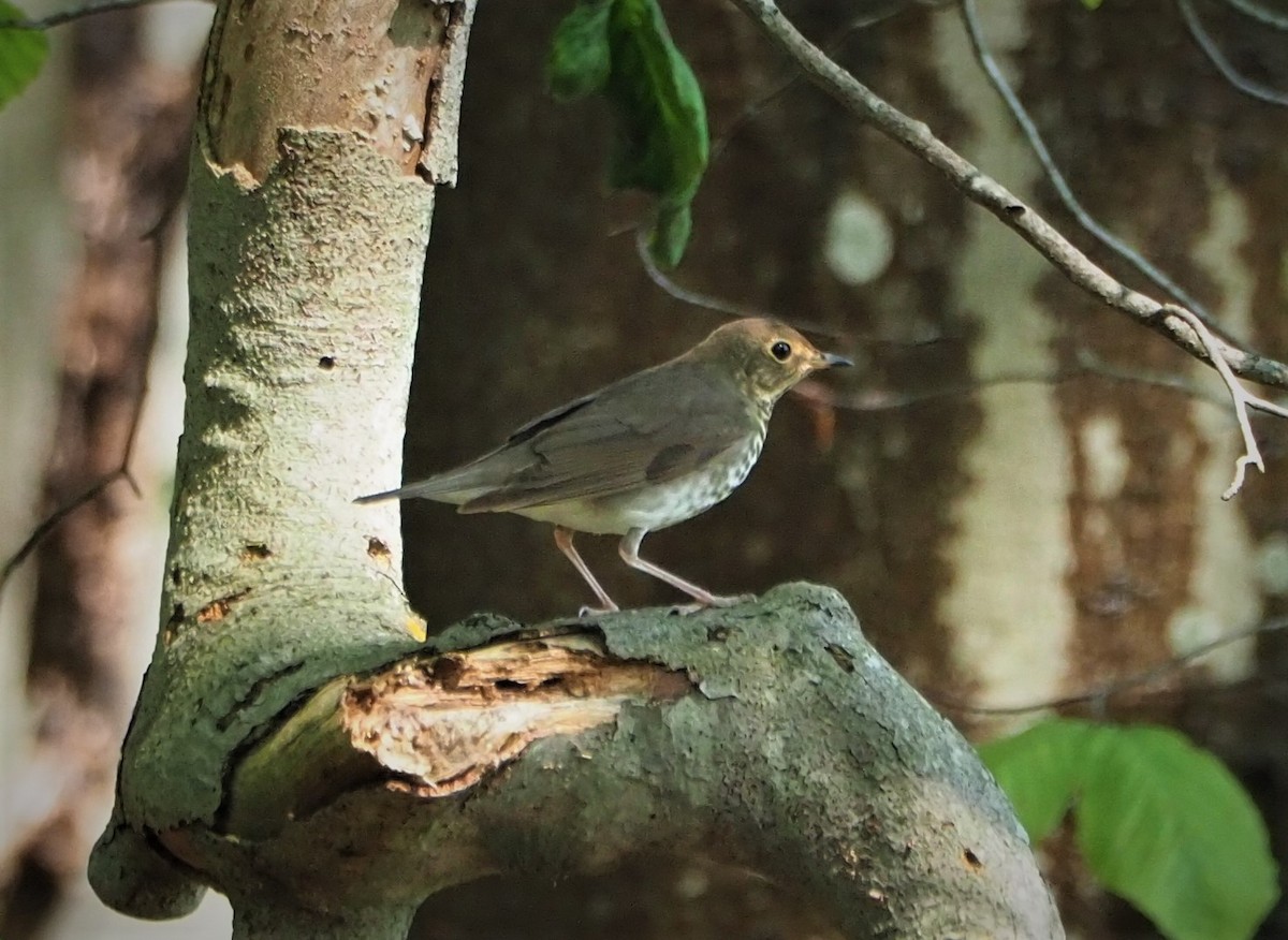 Swainson's Thrush - ML451488901