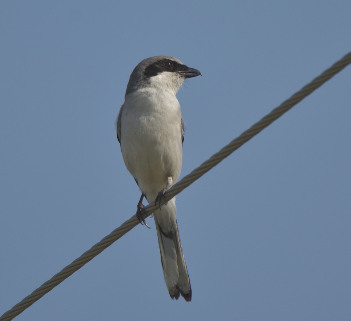 Loggerhead Shrike - ML451489761