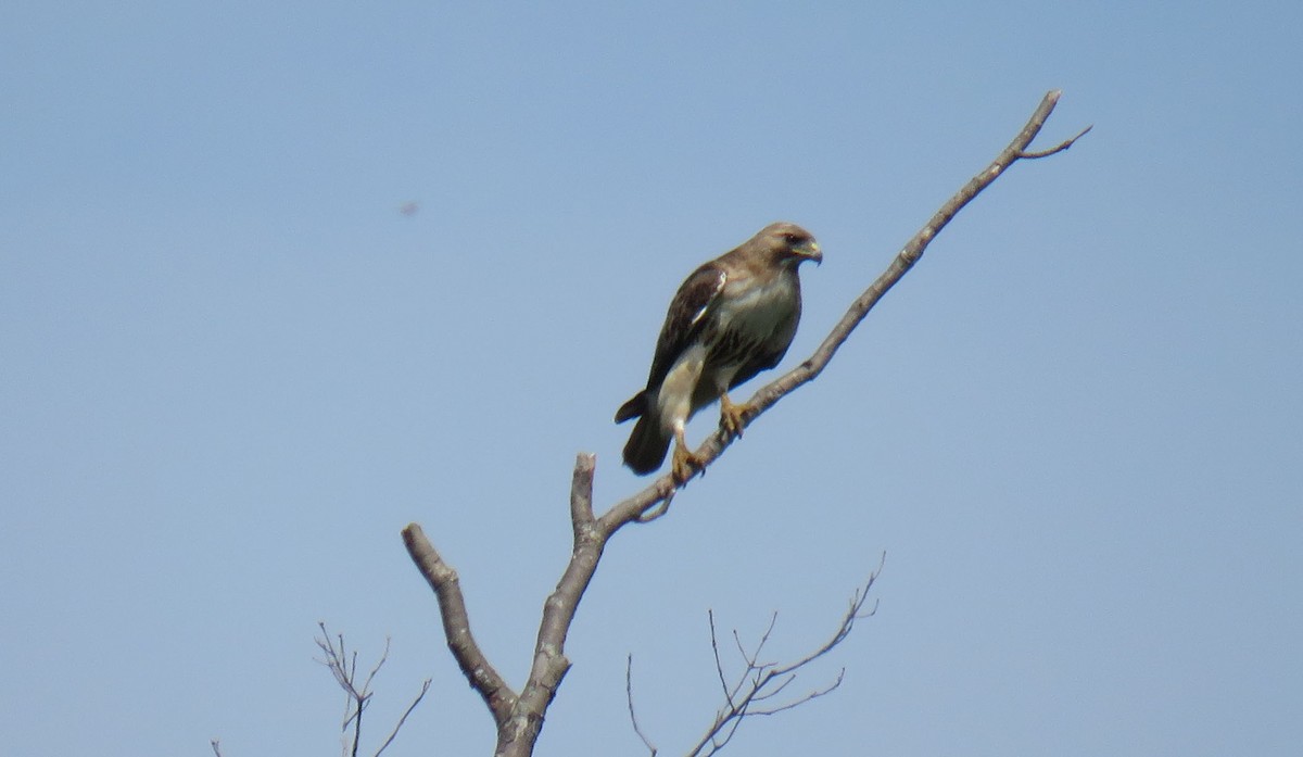 Red-tailed Hawk - ML451491071