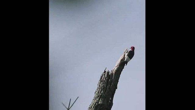Red-headed Woodpecker - ML451492131