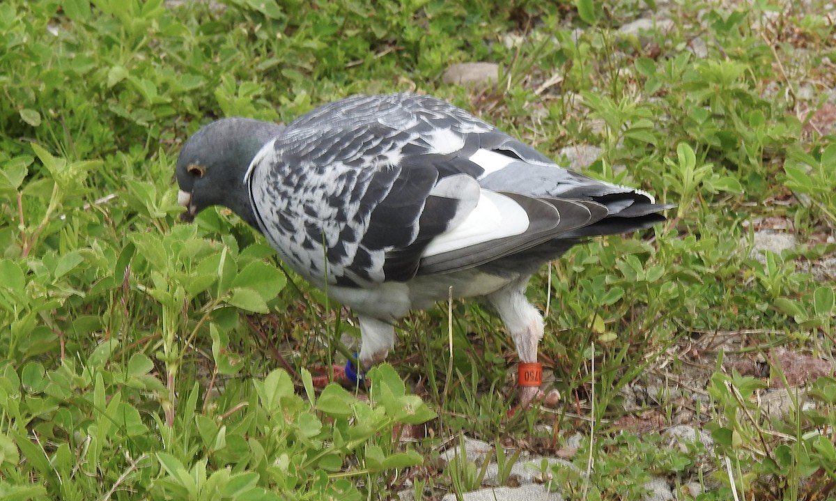 Сизый голубь (Одомашненного типа) - ML451492261