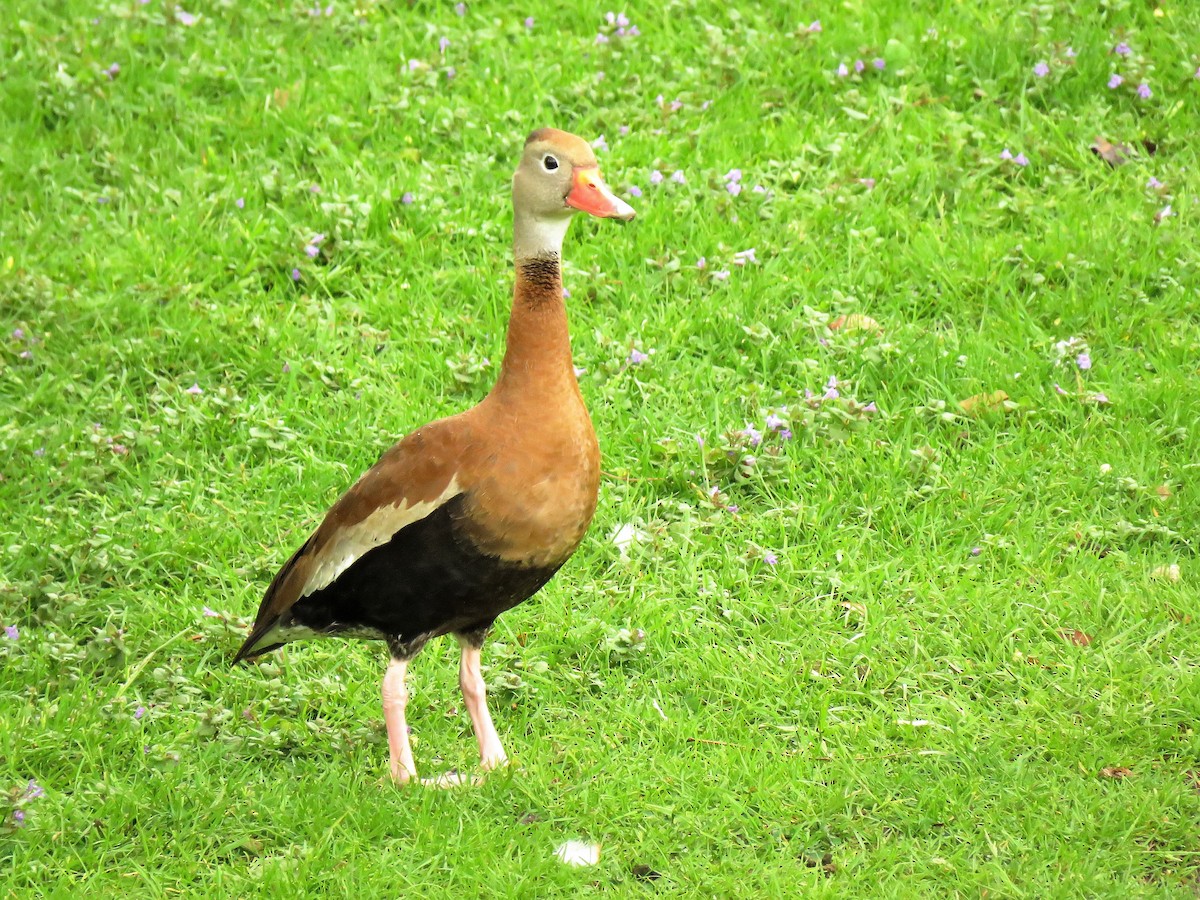 Black-bellied Whistling-Duck - Colette and Kris Jungbluth