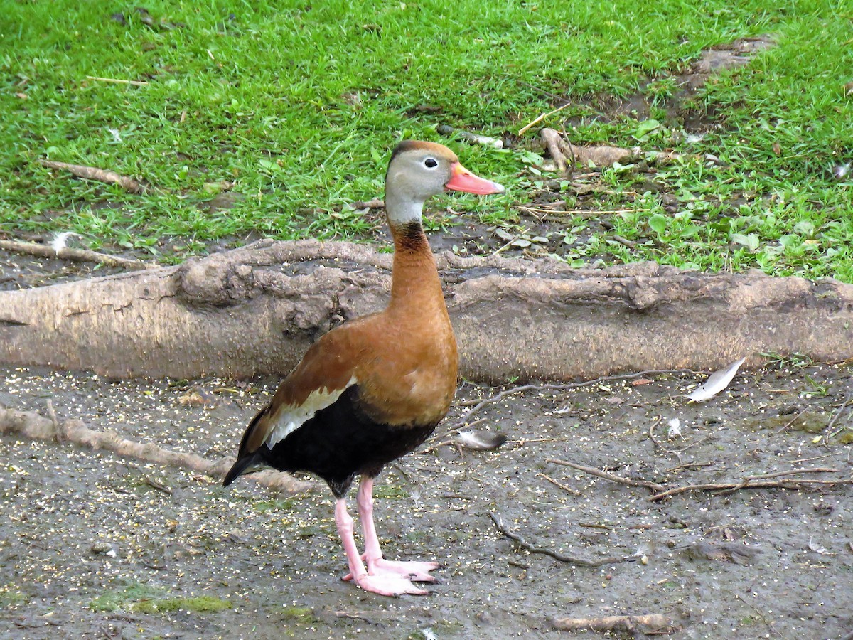 Black-bellied Whistling-Duck - Colette and Kris Jungbluth