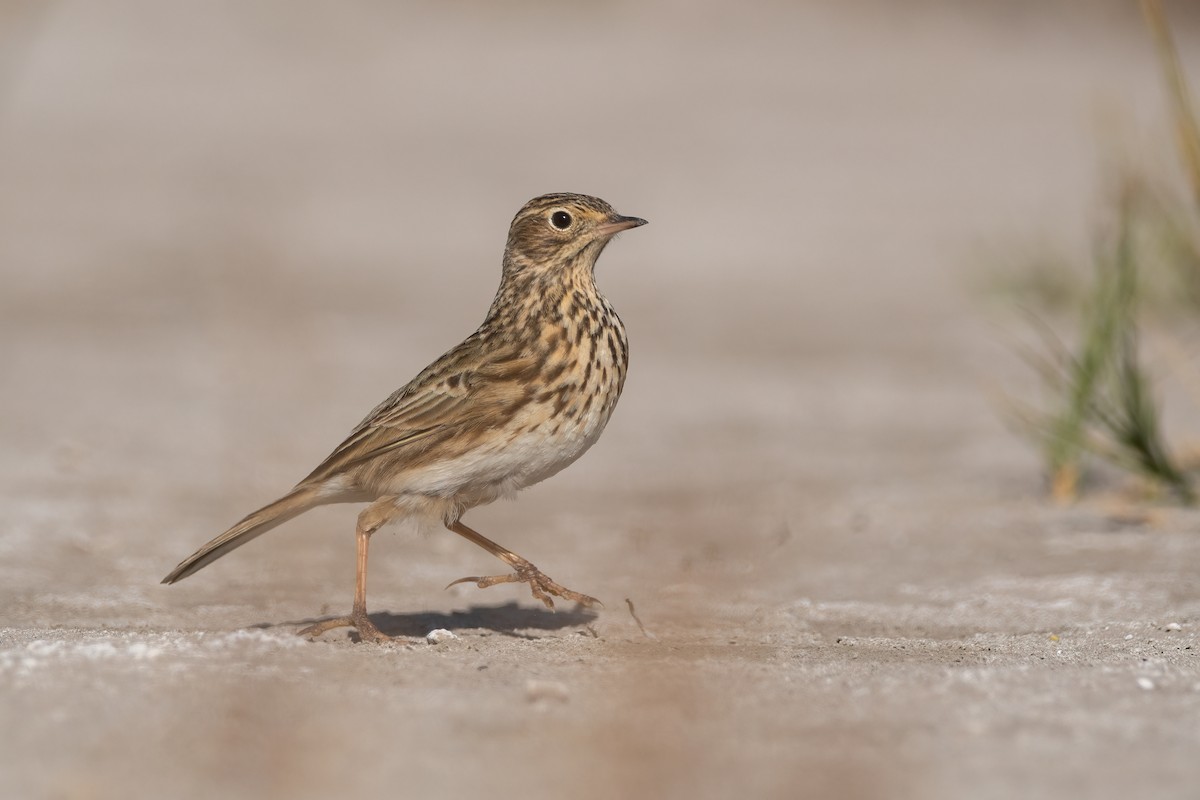 Short-billed Pipit - ML451495781