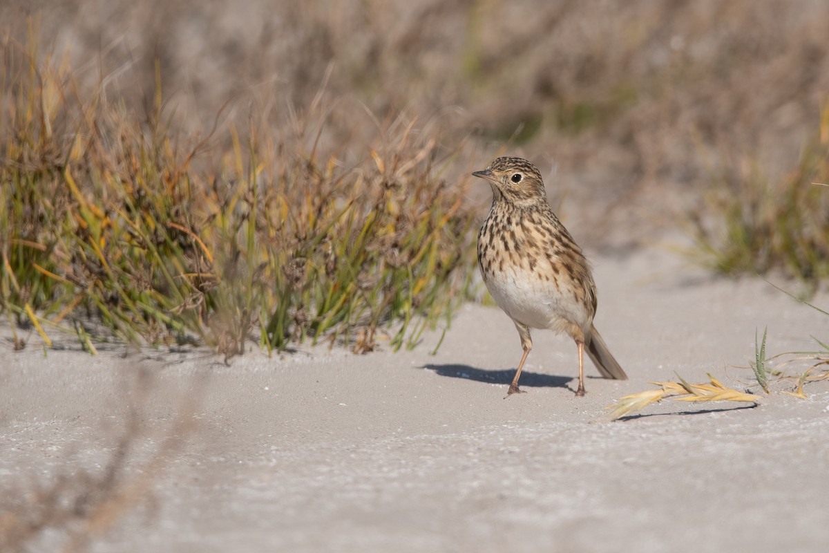 Short-billed Pipit - Pablo Re