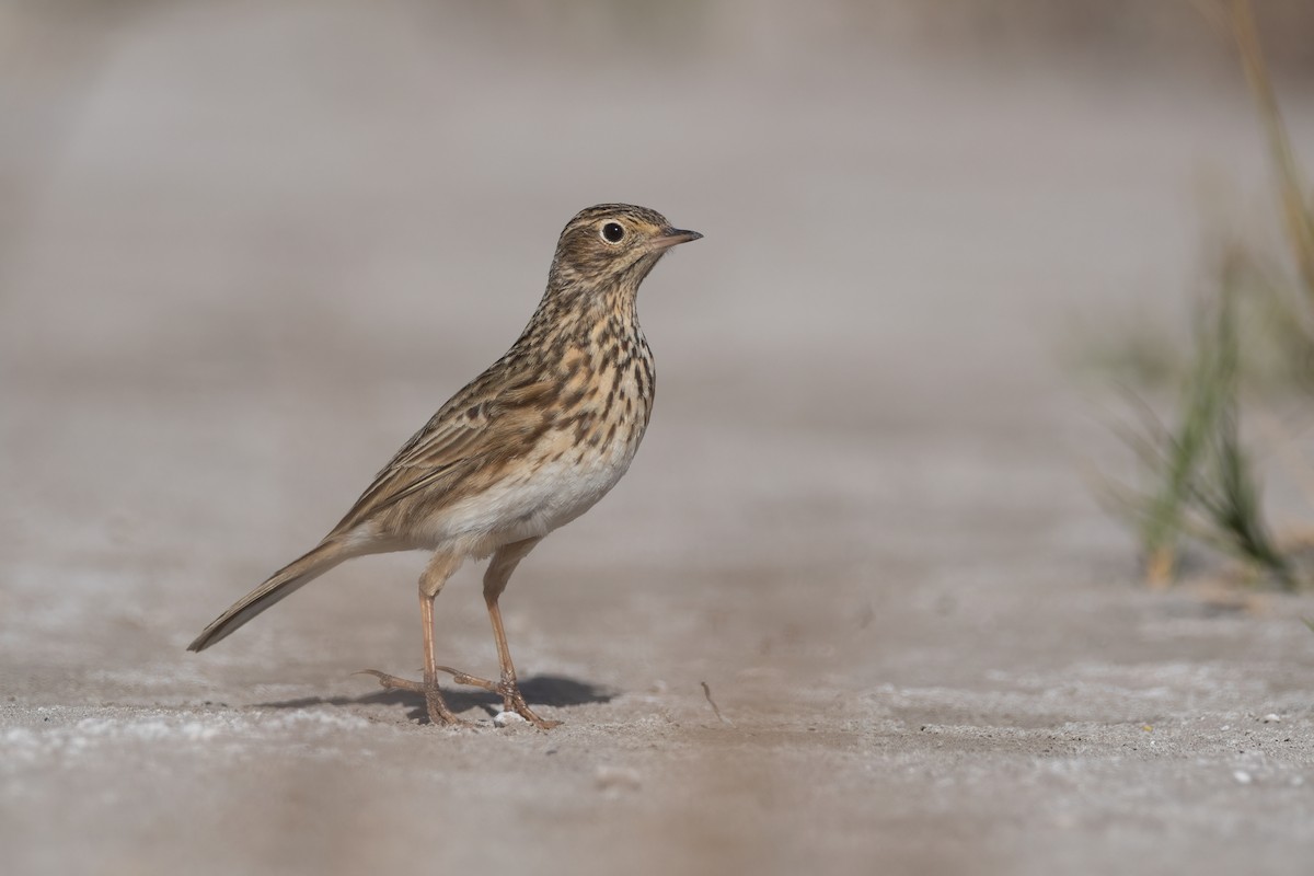 Short-billed Pipit - Pablo Re