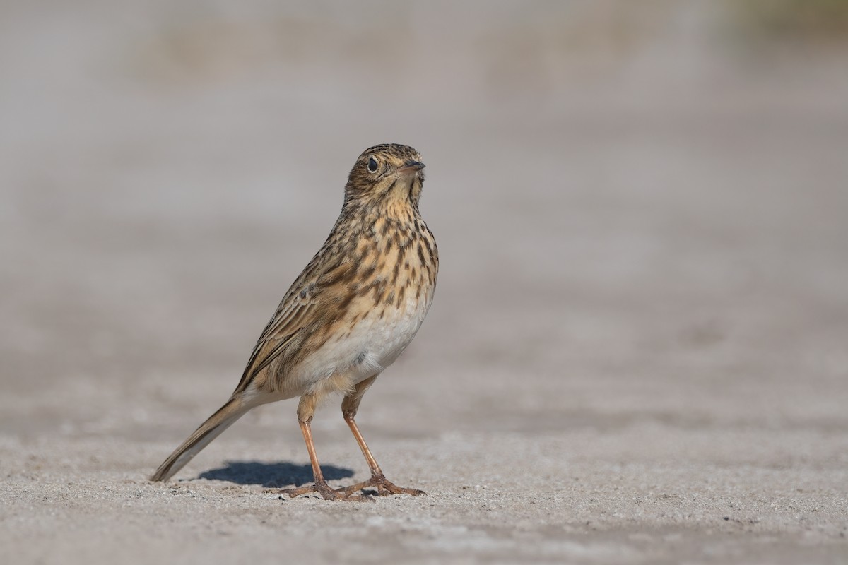 Short-billed Pipit - ML451495821