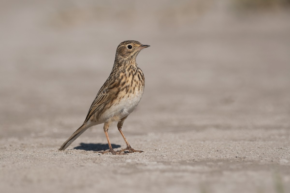 Short-billed Pipit - ML451495831