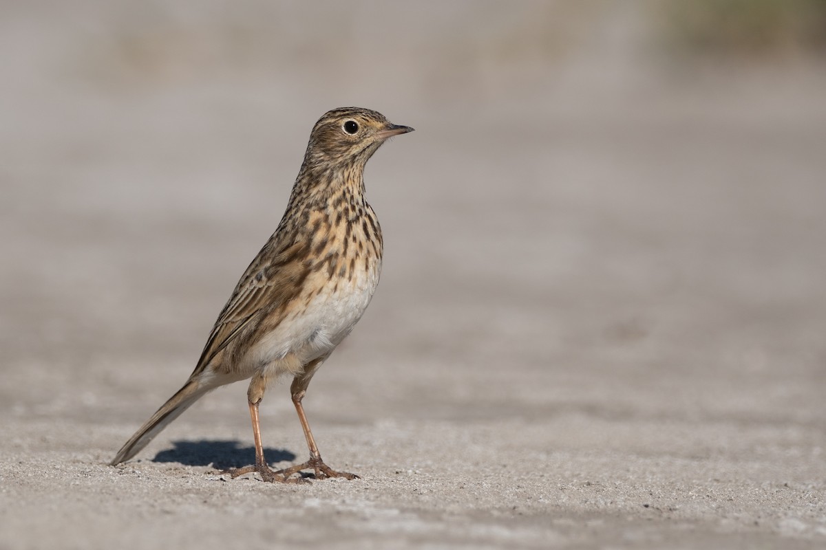 Short-billed Pipit - ML451495891