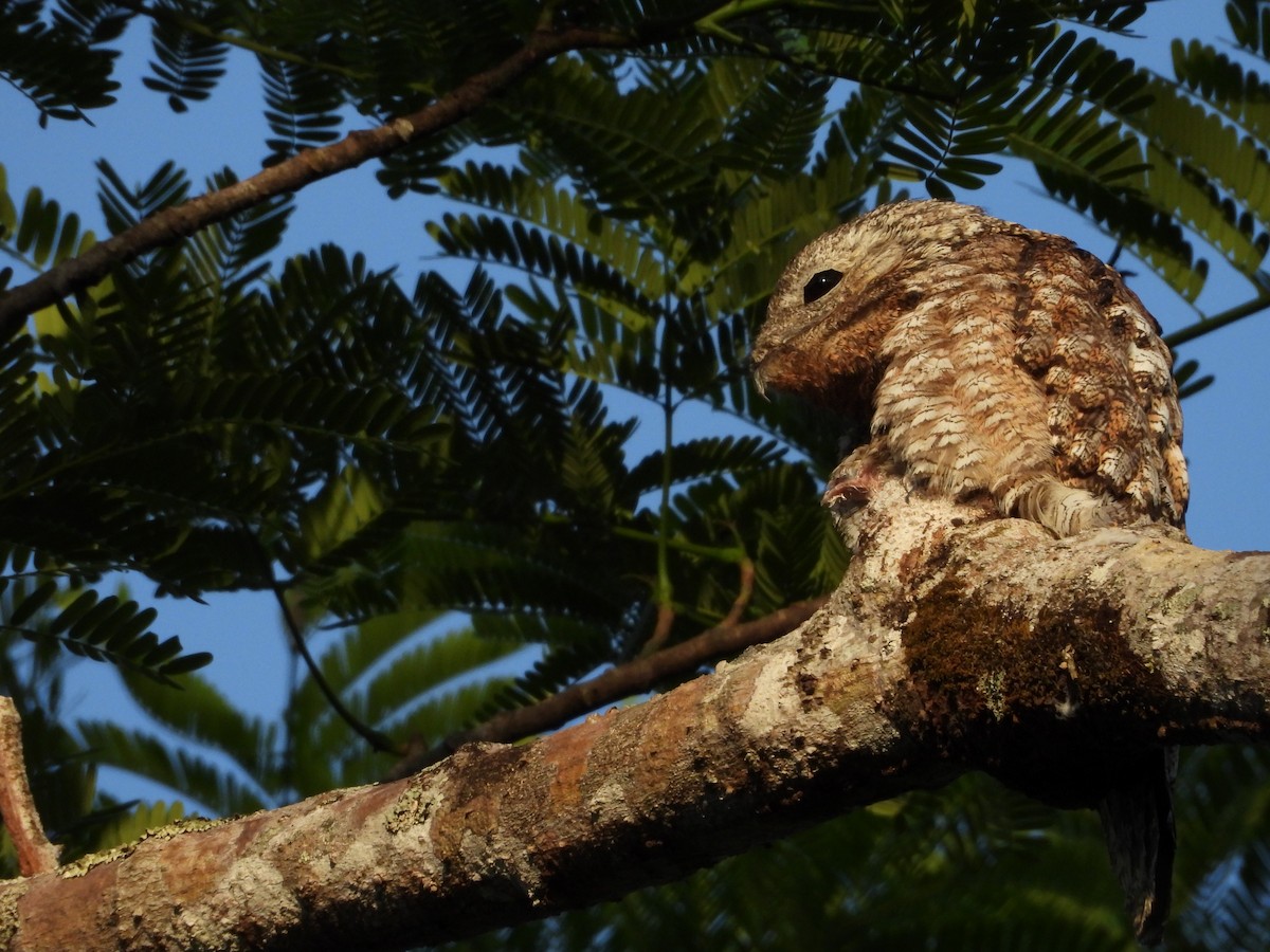 Great Potoo - ML451497491