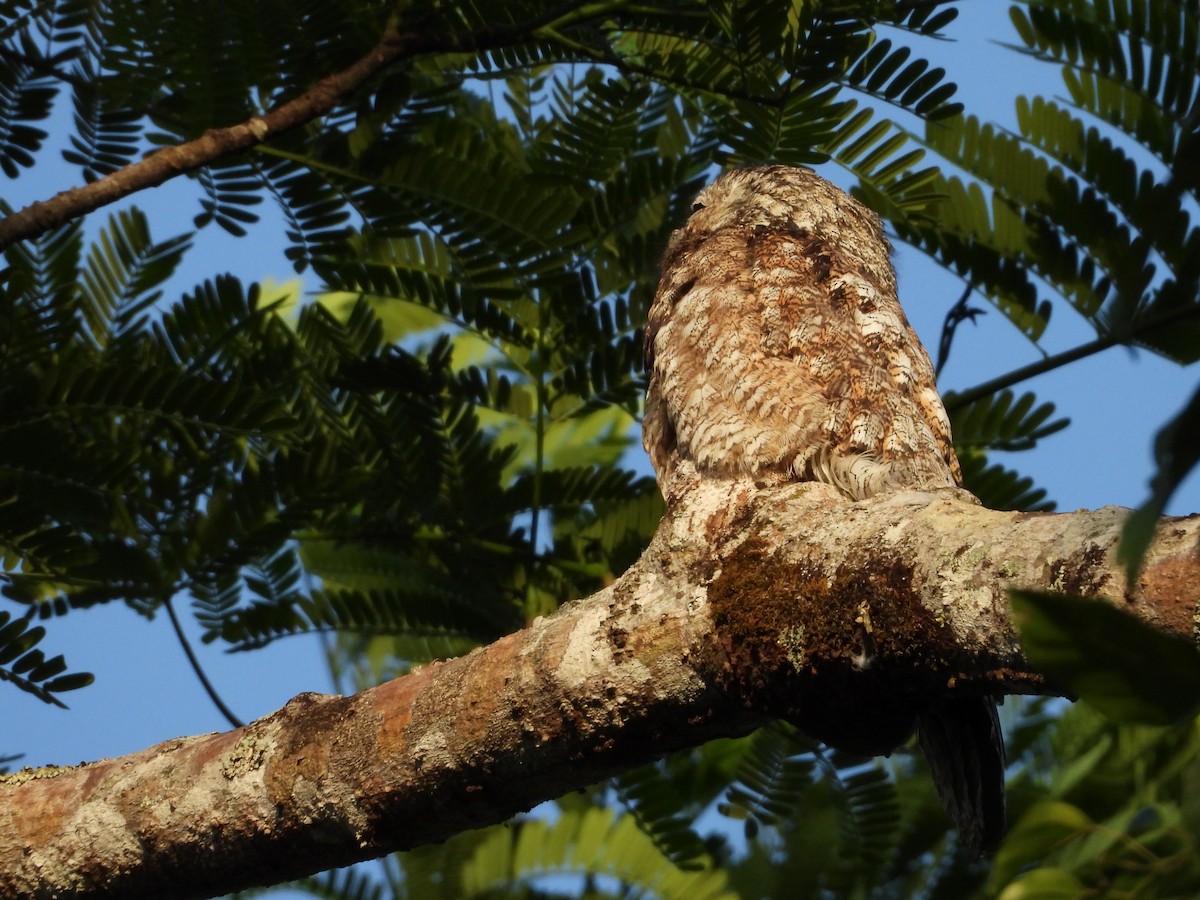 Great Potoo - ML451497651