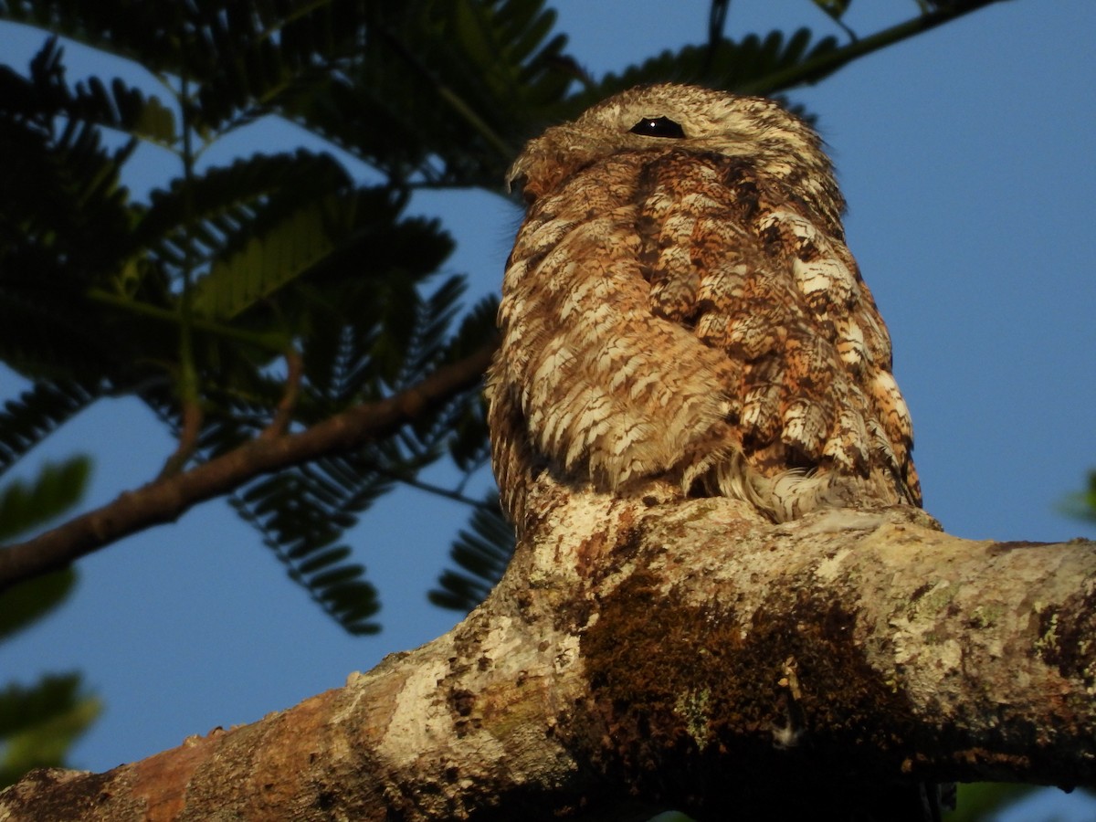 Great Potoo - Isain Contreras