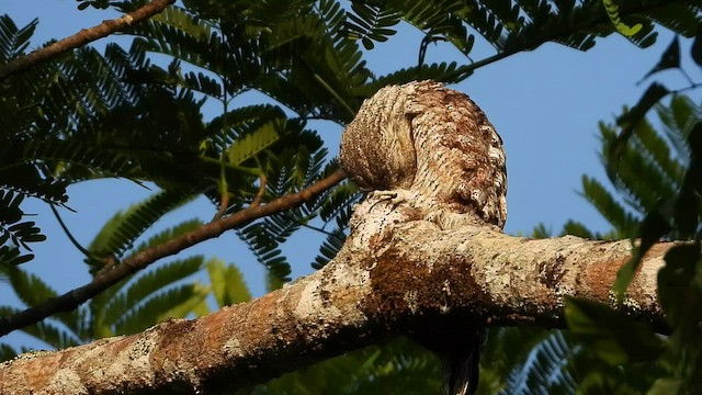 Great Potoo - ML451498301