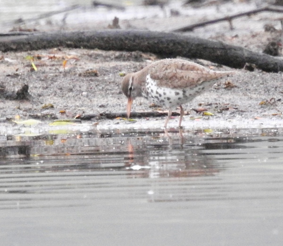 Spotted Sandpiper - ML451498311