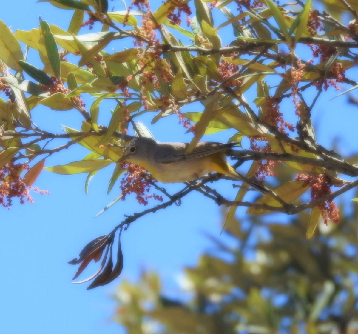 Virginia's Warbler - Stephen Klotz