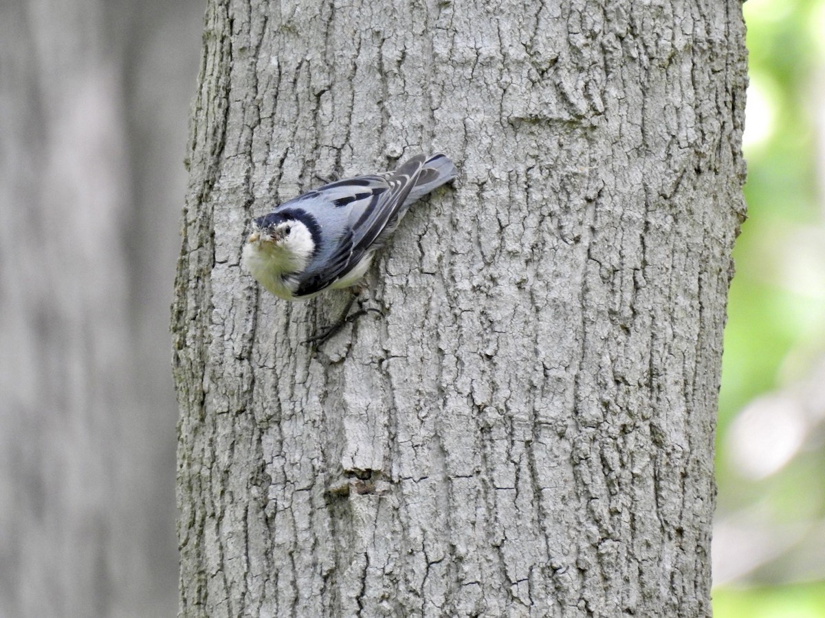White-breasted Nuthatch - ML451502481