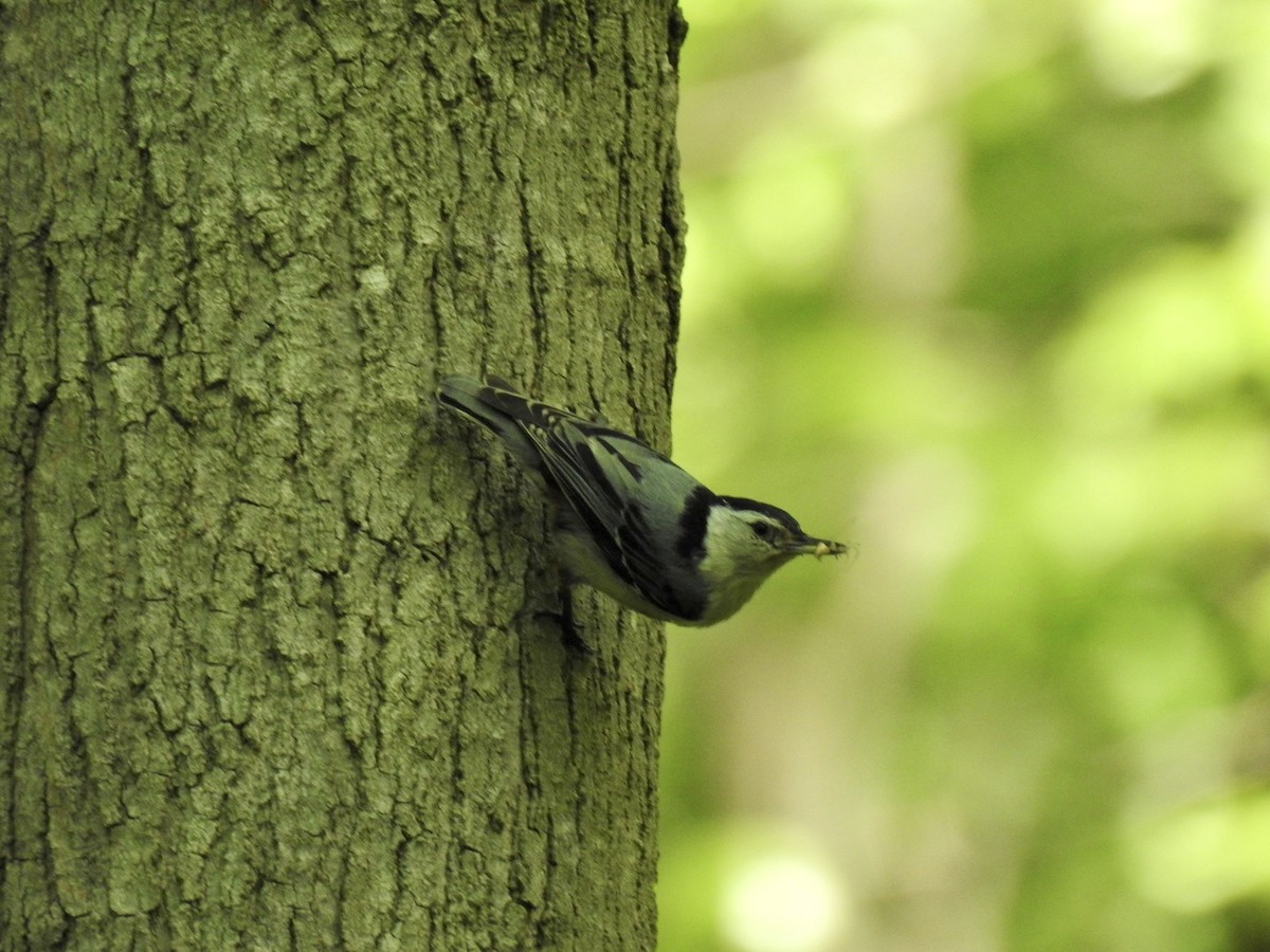 White-breasted Nuthatch - ML451502501