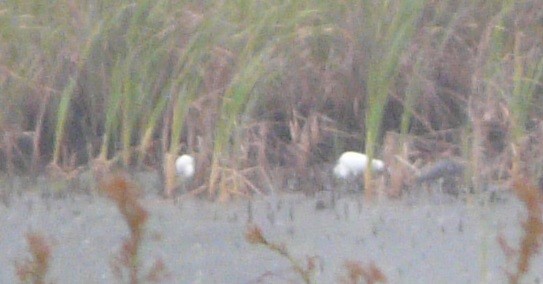 Snowy Egret - ML451504111