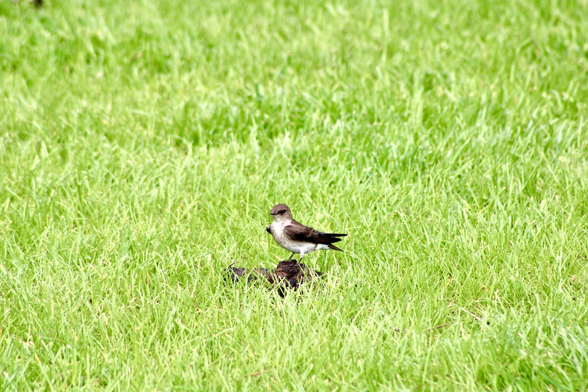 Northern Rough-winged Swallow - ML451504611