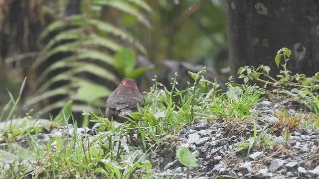 Dark-breasted Rosefinch - ML451506101