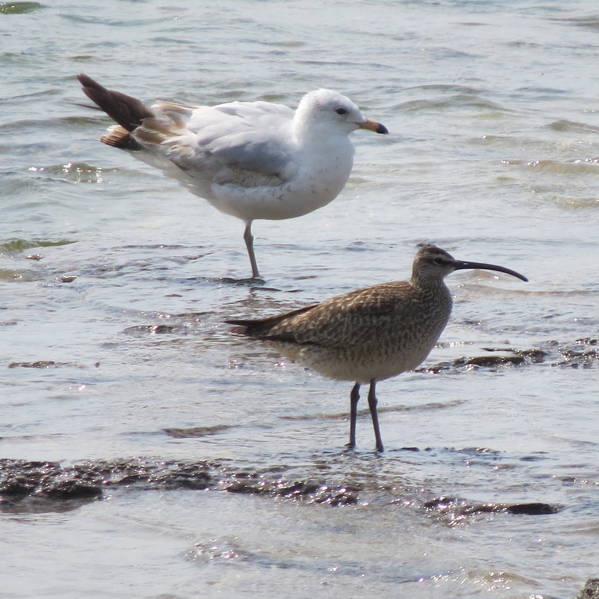Hudsonian Whimbrel - Diana Werezak