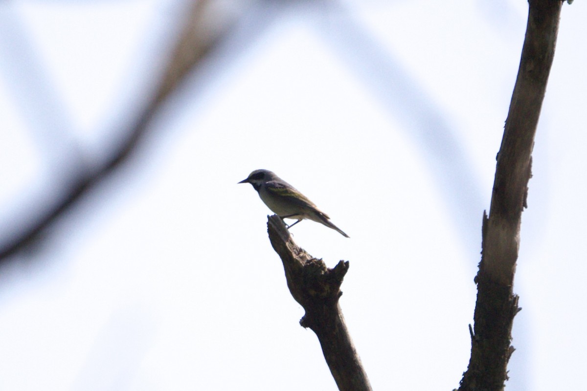 Golden-winged Warbler - ML451506611