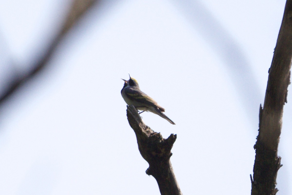 Golden-winged Warbler - ML451506631