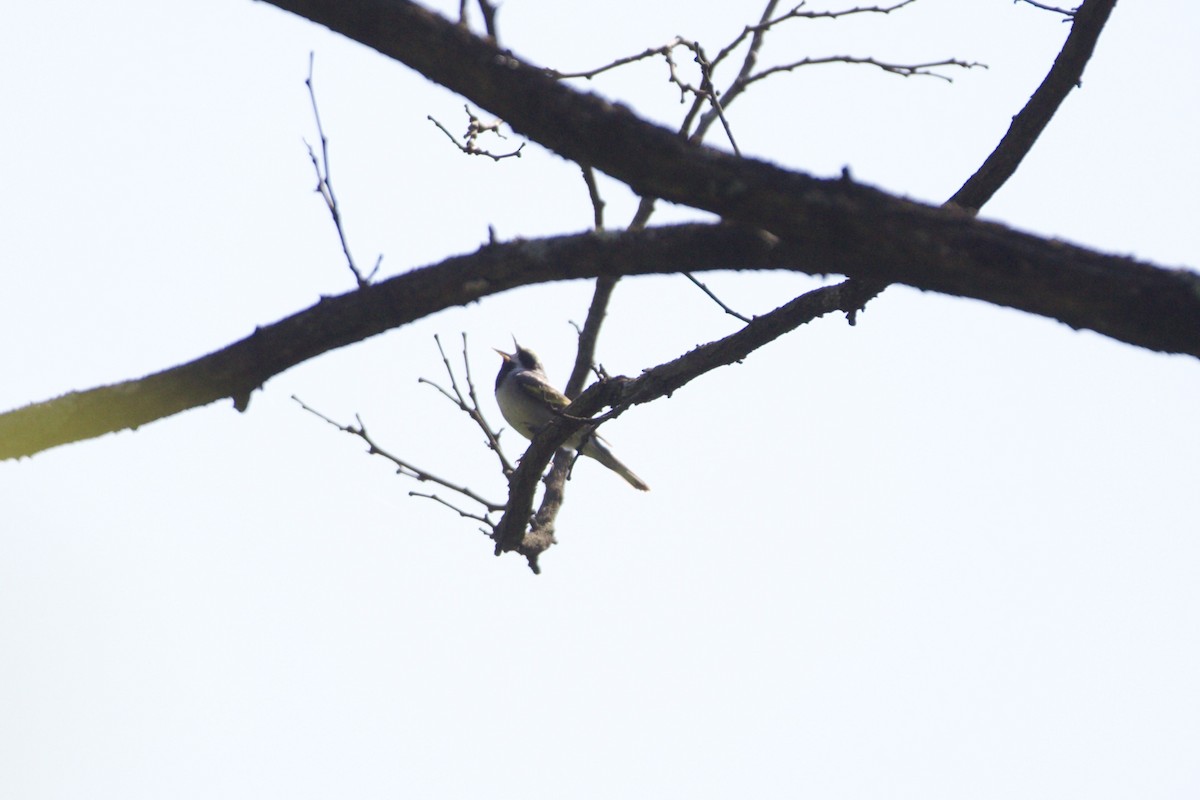 Golden-winged Warbler - ML451506641