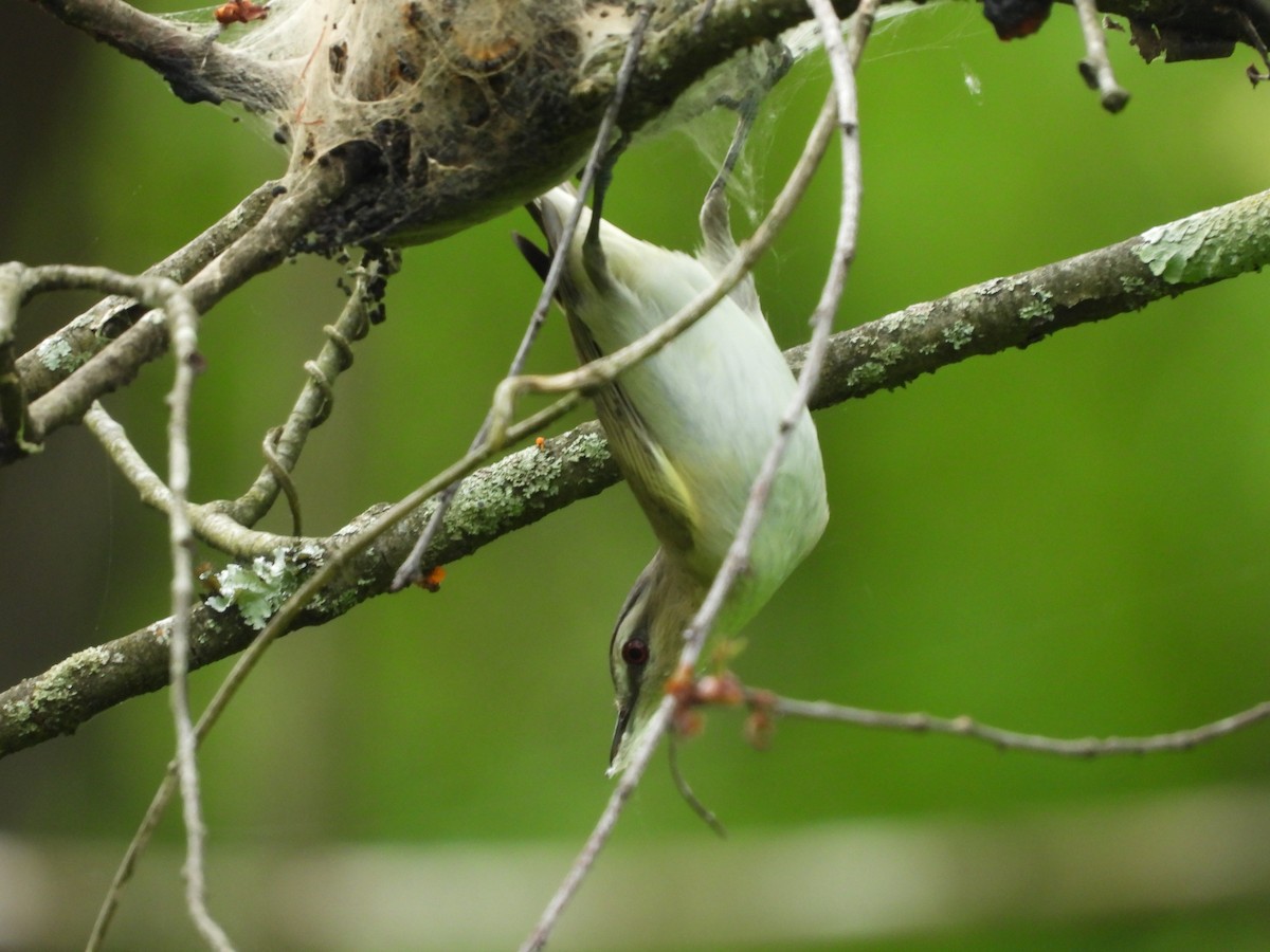 Red-eyed Vireo - JamEs ParRis