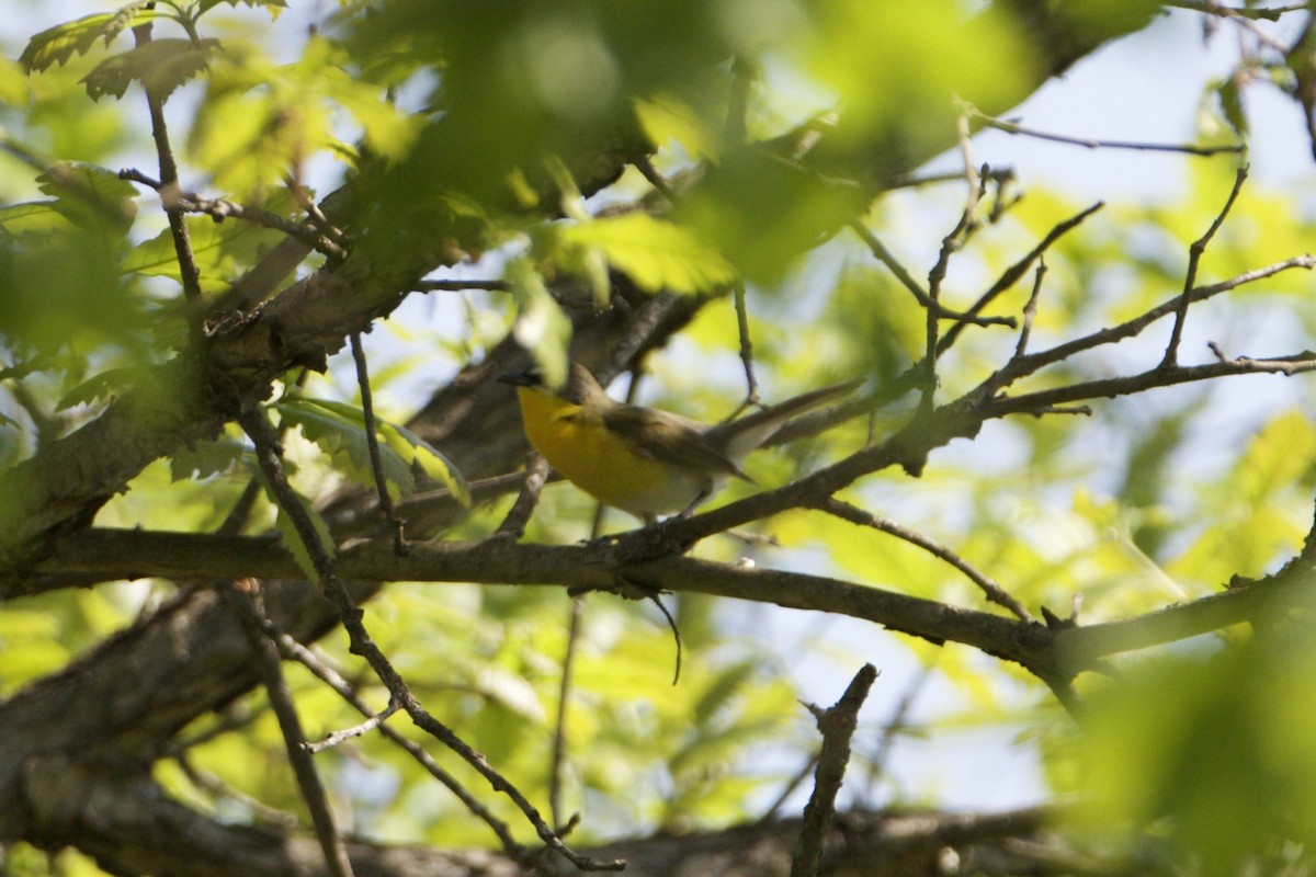 Yellow-breasted Chat - ML451506911