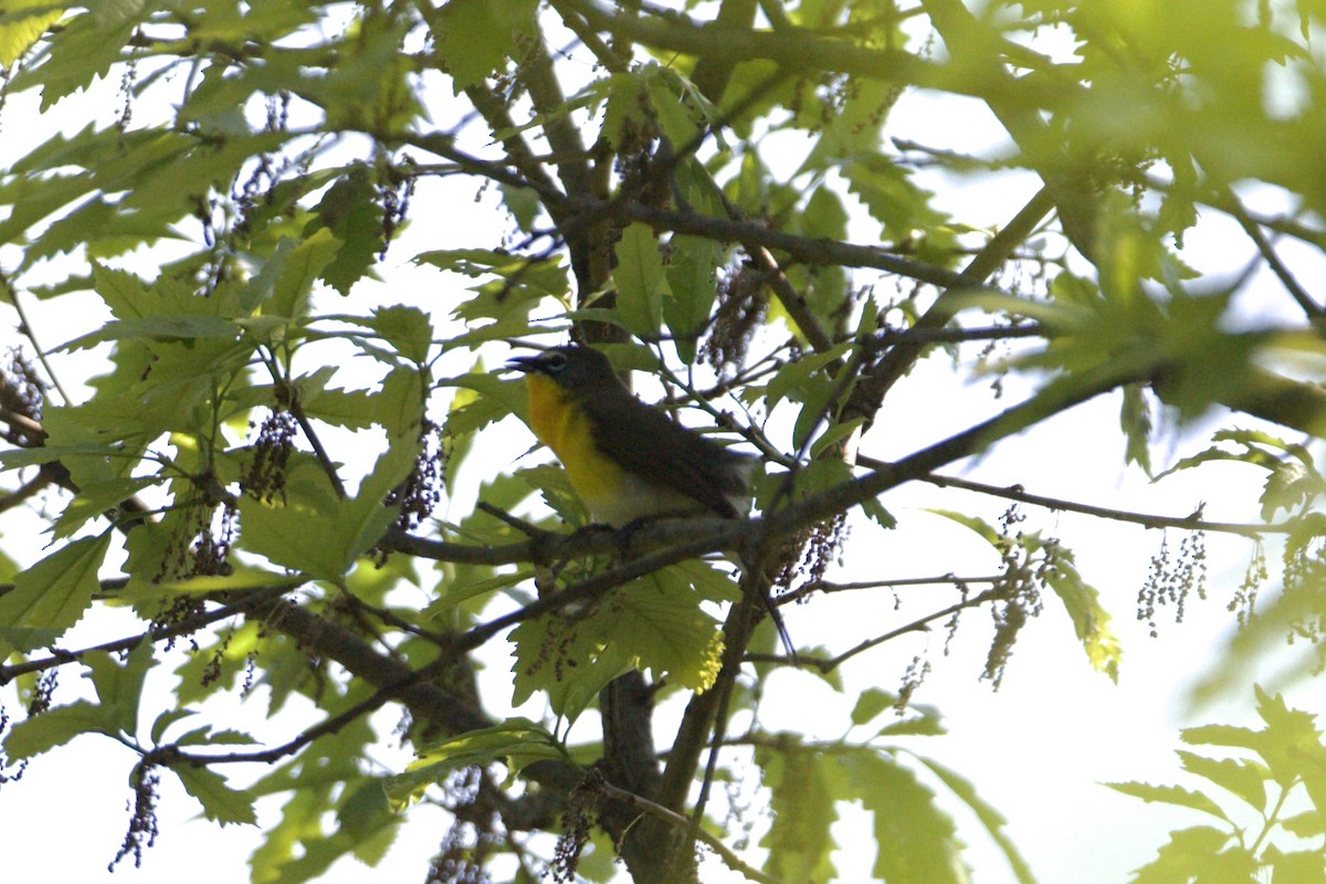 Yellow-breasted Chat - ML451506921