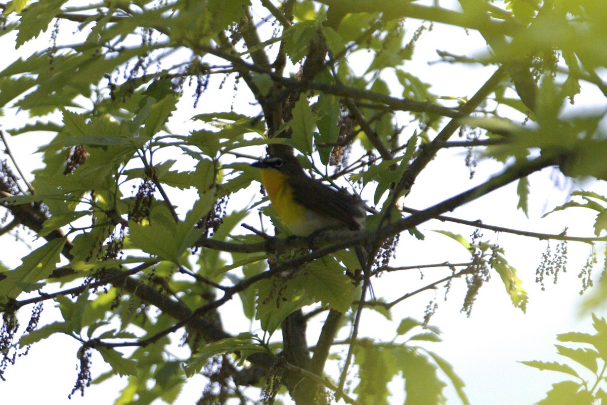 Yellow-breasted Chat - ML451506931