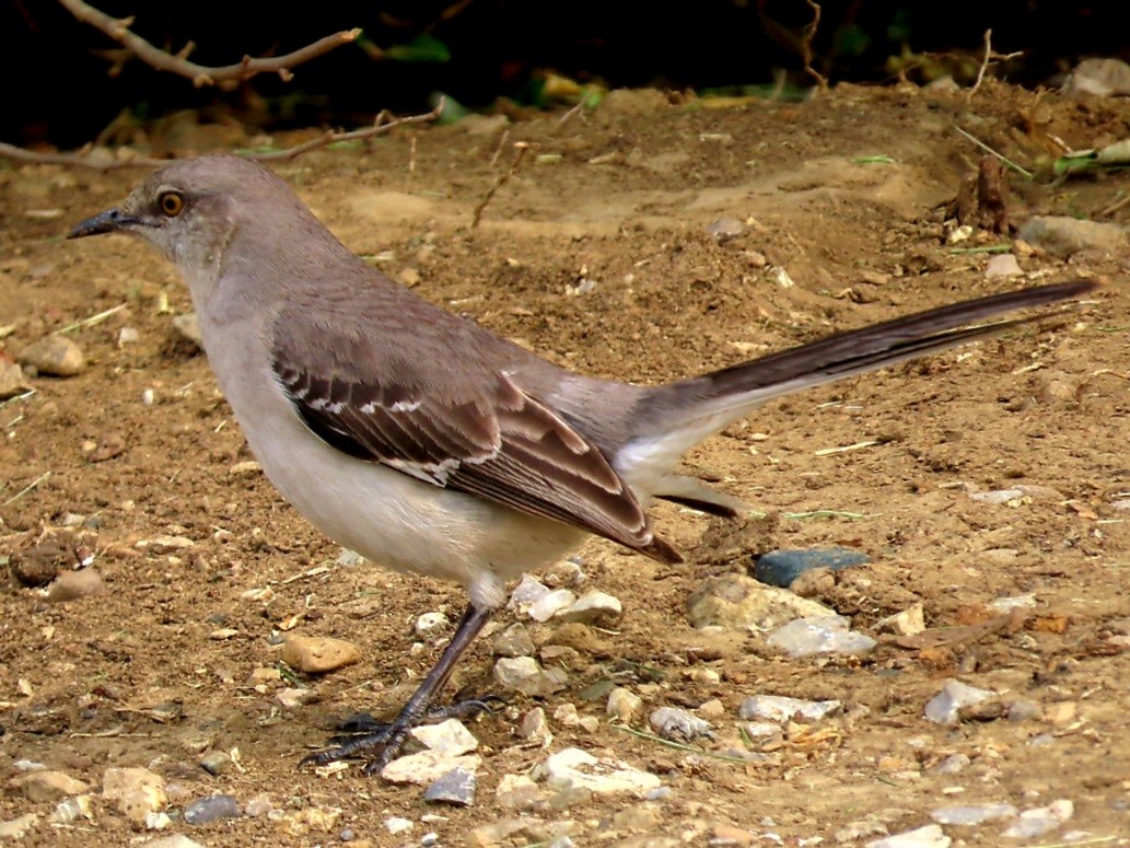 Northern Mockingbird - ML451507071