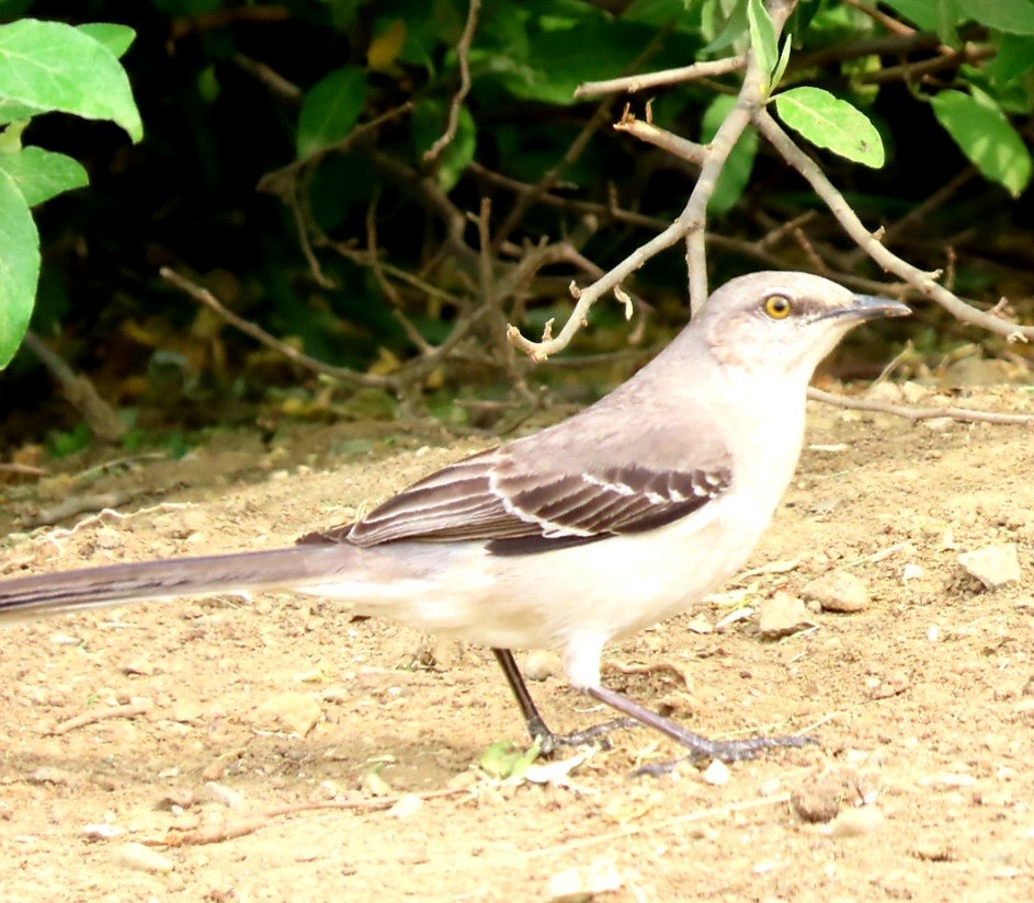 Northern Mockingbird - ML451507081