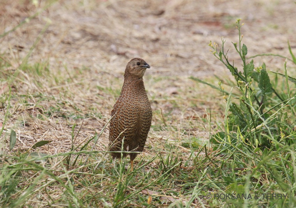 Brown Quail - ML45151031