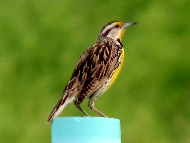 Eastern Meadowlark - Nancy Siegel